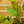 Load image into Gallery viewer, Monstera Peru
