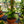 Load image into Gallery viewer, Monstera Peru