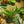 Load image into Gallery viewer, Monstera Standleyana Albo