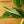 Load image into Gallery viewer, Monstera Standleyana Albo