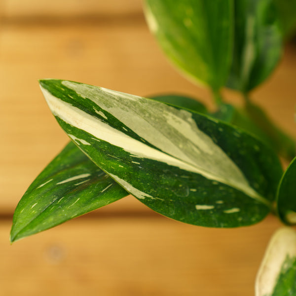 Monstera Standleyana Albo