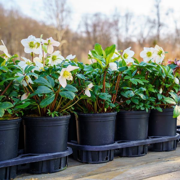 Mont Blanc Christmas Rose