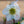 Load image into Gallery viewer, Mont Blanc Christmas Rose