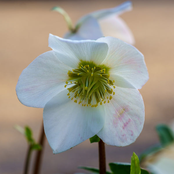 Mont Blanc Christmas Rose