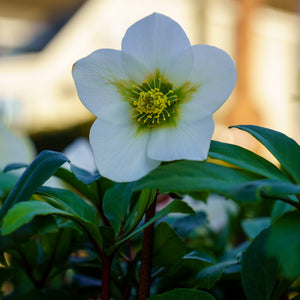 Mont Blanc Christmas Rose
