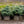 Load image into Gallery viewer, Montgomery Colorado Spruce - Spruce - Conifers
