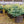 Load image into Gallery viewer, Montgomery Colorado Spruce - Spruce - Conifers
