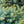 Load image into Gallery viewer, Montgomery Colorado Spruce - Spruce - Conifers