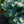 Load image into Gallery viewer, Montgomery Colorado Spruce
