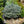 Load image into Gallery viewer, Montgomery Colorado Spruce