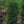 Load image into Gallery viewer, Montrose Spire White Spruce