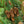 Load image into Gallery viewer, Montrose Spire White Spruce