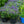Load image into Gallery viewer, Moody Blues Dark Blue Speedwell