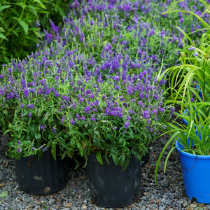 Moody Blues Dark Blue Speedwell