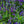 Load image into Gallery viewer, Moody Blues Dark Blue Speedwell