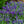 Load image into Gallery viewer, Moody Blues Dark Blue Speedwell