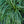 Load image into Gallery viewer, Moon Falls Sedge