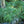 Load image into Gallery viewer, Moon Falls Sedge