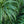 Load image into Gallery viewer, Moon Falls Sedge