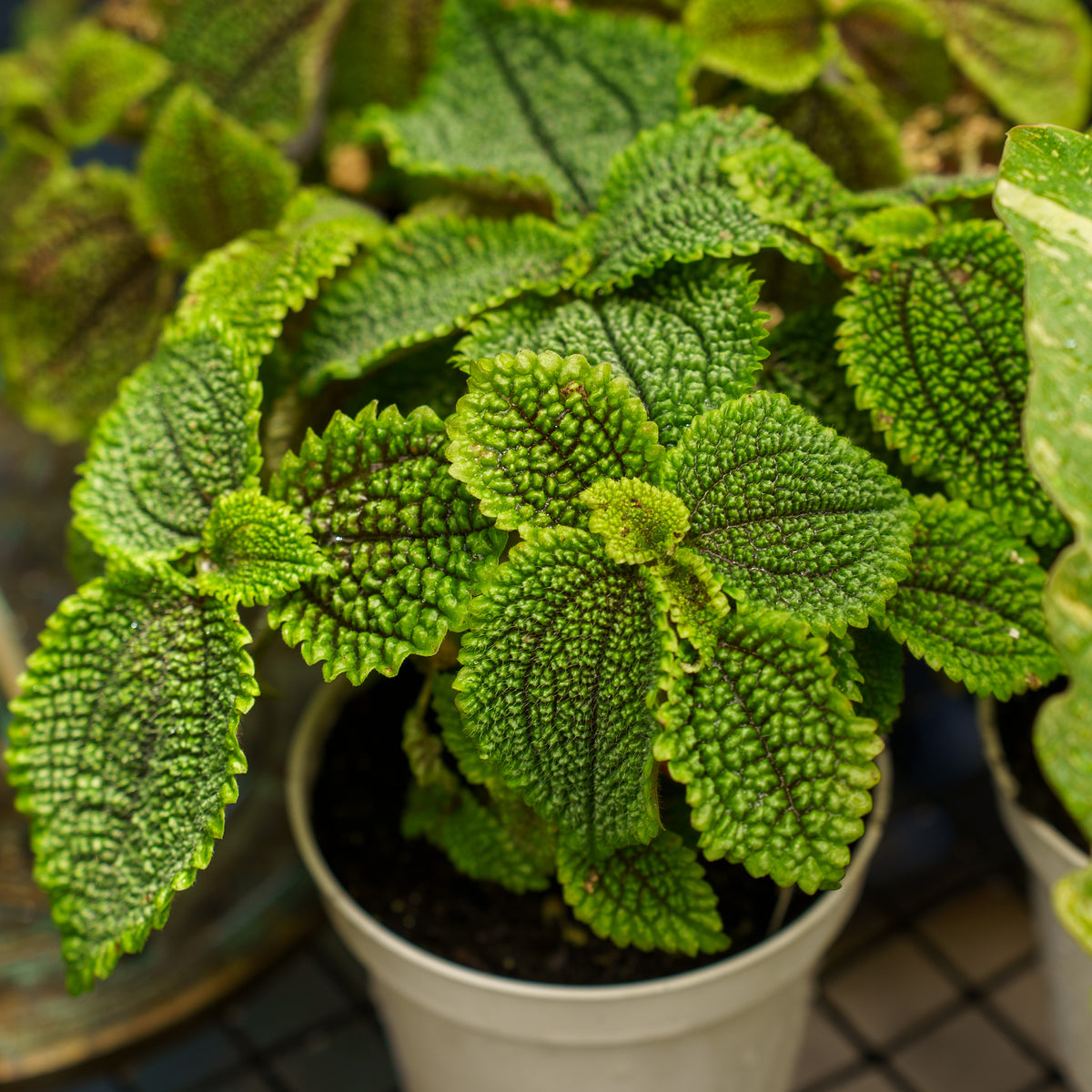 Moon Valley Pilea – Plant Detectives