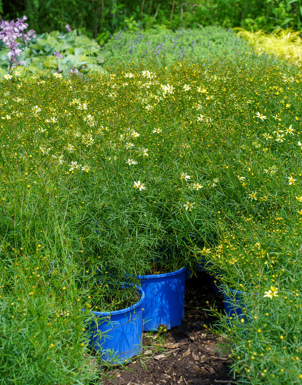 Moonbeam Coreopsis