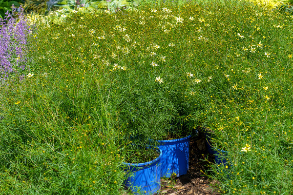 Moonbeam Coreopsis