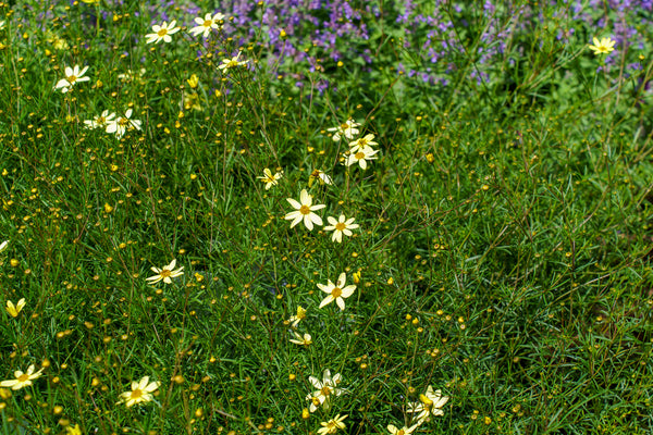 Moonbeam Coreopsis