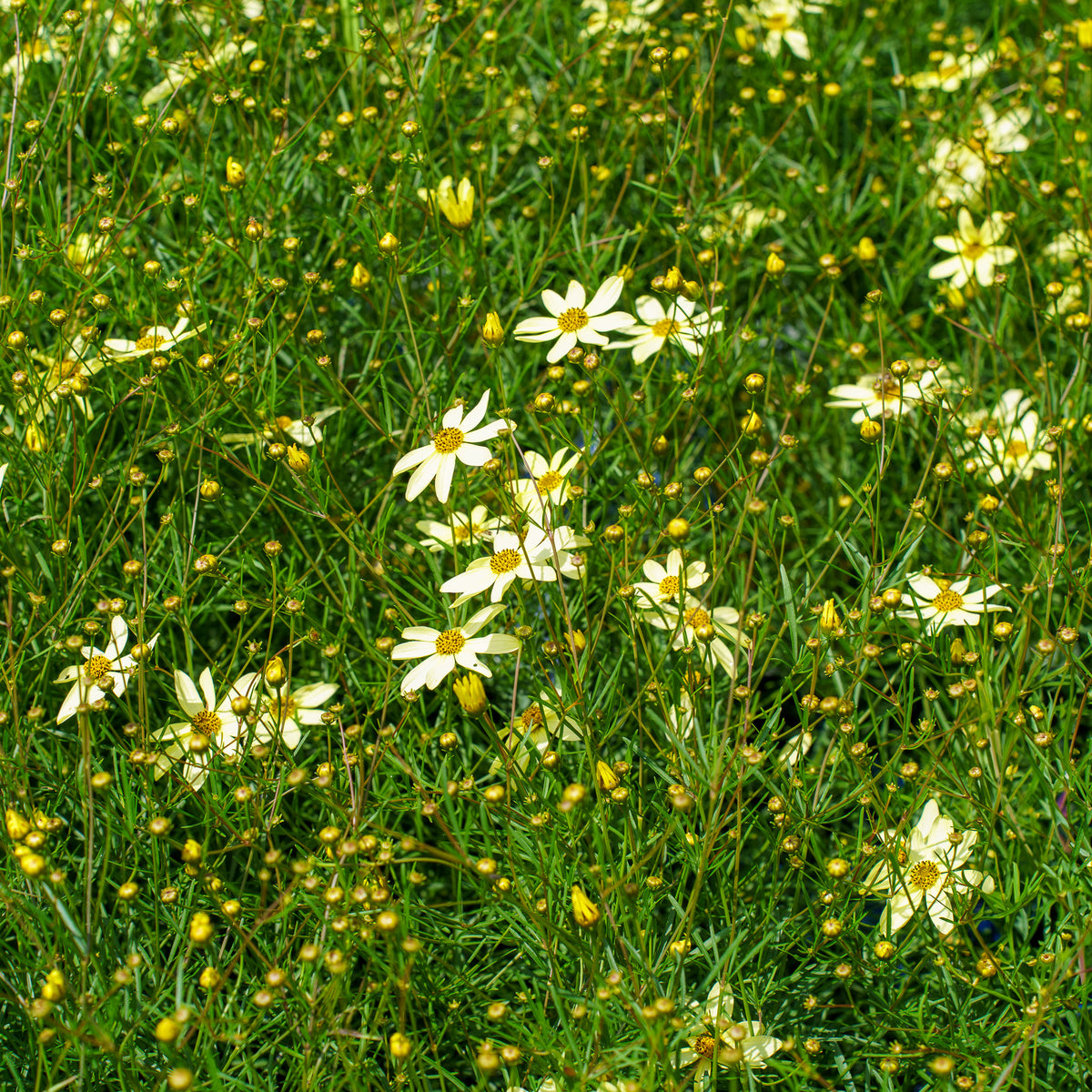 Moonbeam Coreopsis – Plant Detectives