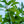 Load image into Gallery viewer, Moonglow Sweetbay Magnolia