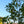 Load image into Gallery viewer, Moonglow Sweetbay Magnolia