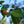 Load image into Gallery viewer, Moonglow Sweetbay Magnolia