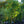 Load image into Gallery viewer, Moonglow Sweetbay Magnolia
