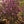 Load image into Gallery viewer, Moonglow Sweetbay Magnolia