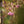 Load image into Gallery viewer, Moonglow Sweetbay Magnolia