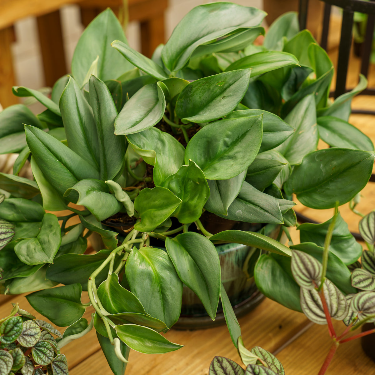 Moonlight Satin Pothos  Plant Detectives