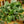Load image into Gallery viewer, Moonlight Satin Pothos