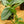Load image into Gallery viewer, Moonlight Satin Pothos
