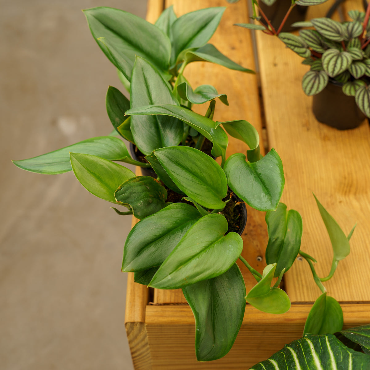 moonlight satin pothos Moonlight Satin Pothos – Plant Detectives