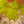 Load image into Gallery viewer, Moonrise Full Moon Maple