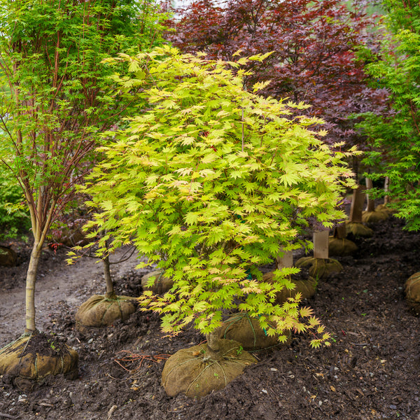 Moonrise Full Moon Maple