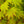 Load image into Gallery viewer, Moonrise Full Moon Maple
