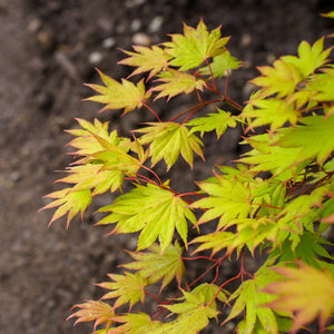 Moonrise Full Moon Maple