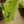 Load image into Gallery viewer, Moonshine Ficus