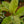 Load image into Gallery viewer, Moonshine Ficus
