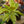 Load image into Gallery viewer, Moonshine Ficus
