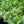 Load image into Gallery viewer, Moonshine Lungwort