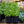 Load image into Gallery viewer, Moonshine Lungwort