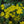 Load image into Gallery viewer, Moonshine Yarrow