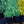 Load image into Gallery viewer, Moonshine Yarrow