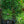 Load image into Gallery viewer, Mops Mugo Pine